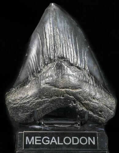 Huge, Fossil Megalodon Tooth #57454